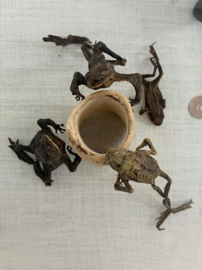 Really moved today looking in more detail at some of FrancesKearney’s special treasures. As part of Out of the Depths there is a whole display case showing what is in effect an autobiography in objects she has found over a lifetime living by the sea on the north Norfolk coast. What we see here is a collection of dear little dried frogs - something so poignant about their arrangement gathering around each other. And on next screen is a most beautiful collection of moles feet in a lovely precious pot. They were left on the artist’s doorstep by a local mole catcher - according to folk lore carrying one protects against cramps. These beautiful remains from nature carry all kinds of stories, memories and rituals. People visiting have been very inspired. Thank you Frances! franceskearneyartist nukugeorge norfolkcontemporaryartsociety nnfest bcklwn aceagrams